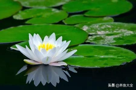 你知道荷花与莲花的区别吗,碗莲睡莲荷花莲花的区别
