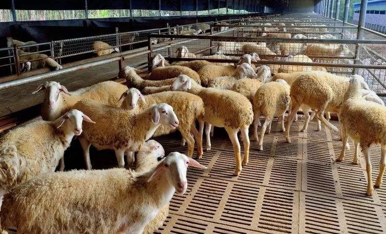 羊用治拉稀特效药,最省钱的治羊病方法