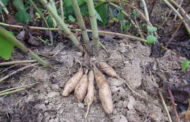 10种果子图片大全,100种果子介绍