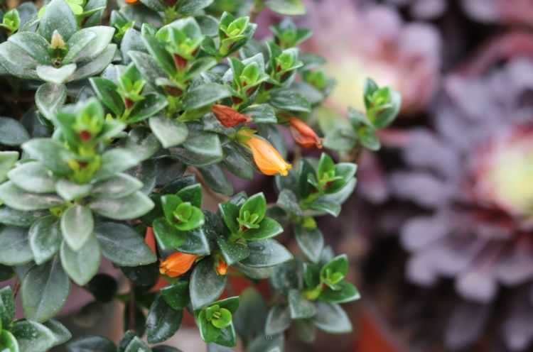 金鱼吊兰要什么样的枝条可以扦插,扦插金鱼吊兰生根最快方法