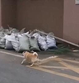 原来猫咪也会这样走路,原来猫咪平时都是踮着脚走路的