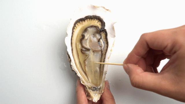 乳山生蚝科普,生蚝冷知识图片