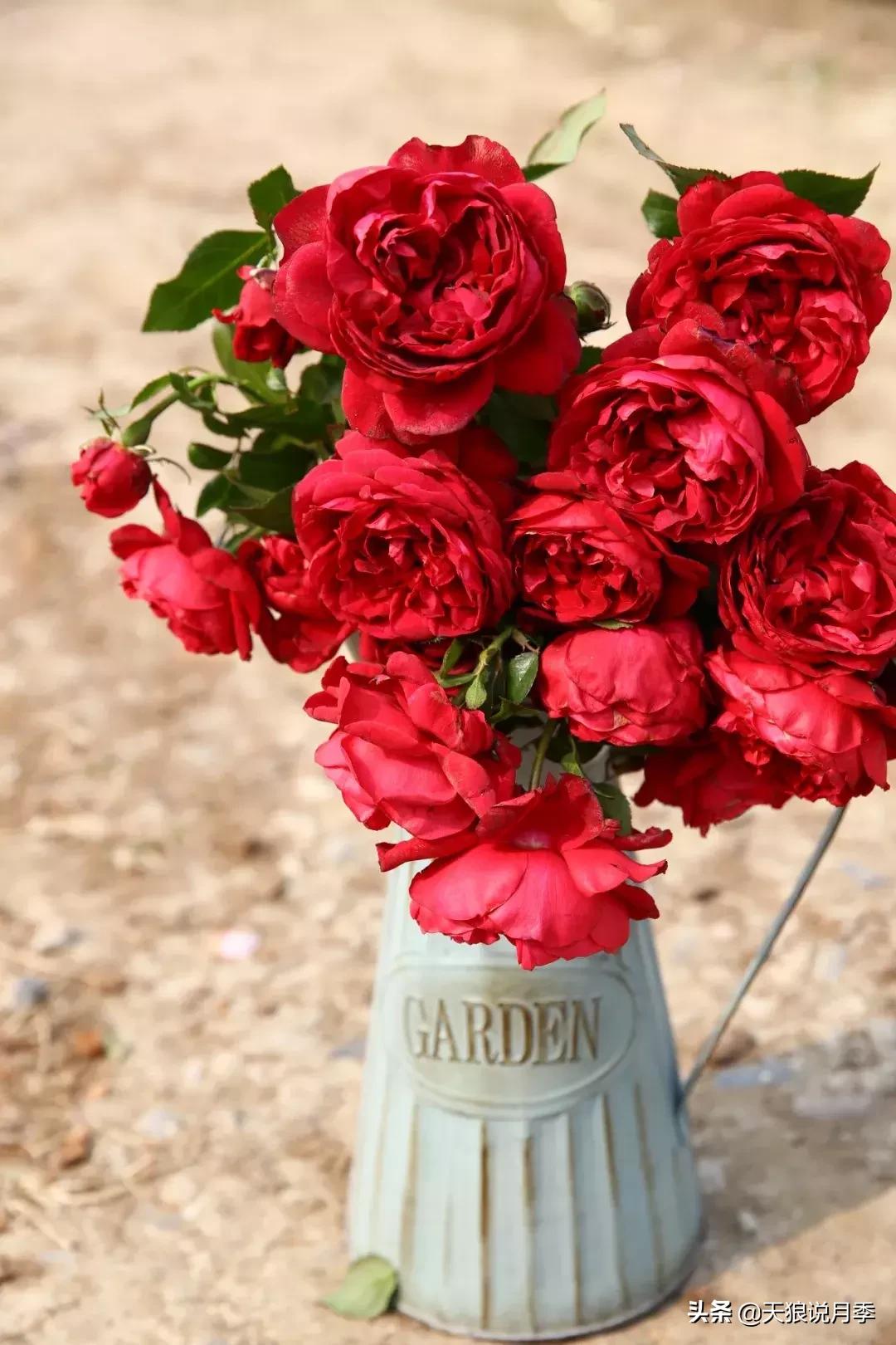 阳台种月季光照少怎么办,光照不好可以养石榴吗