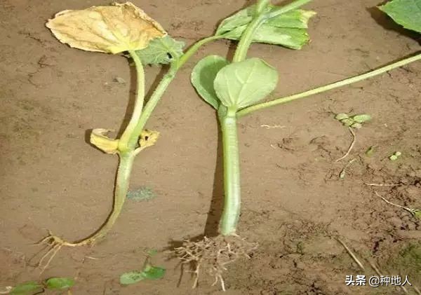 蔬菜用鸡粪烧苗补救最好方法,蔬菜烧叶是什么原因