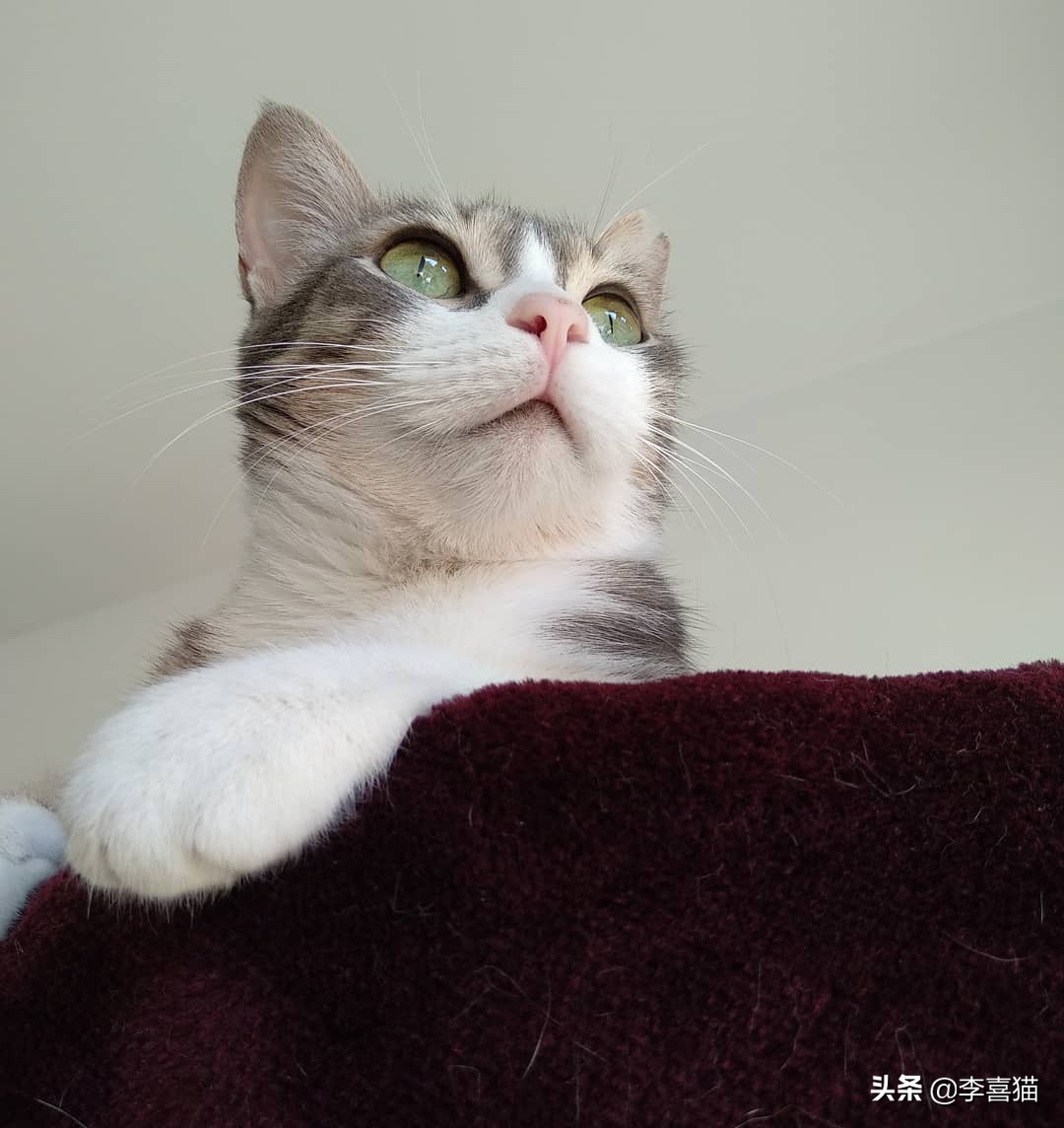 陪猫咪玩的方式,陪猫咪玩球怎么玩