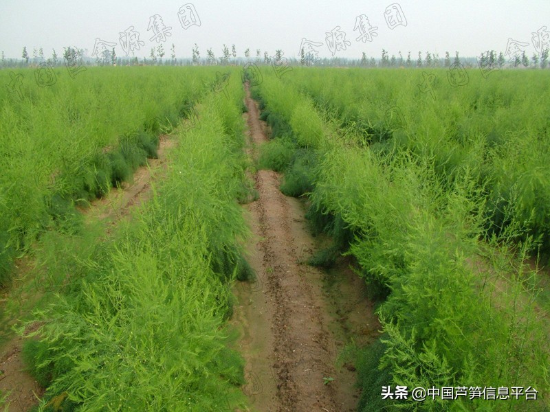 芦笋种植后几年都可以不移栽吗,芦笋怎么种植最好不在棚里种