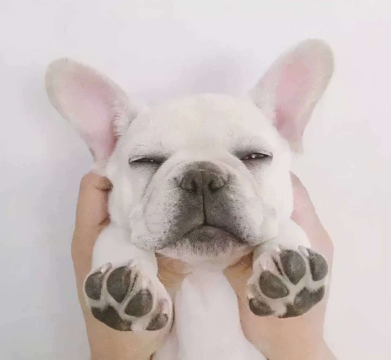 养狗注意事项萌宠指南,养狗人要了解的狗狗睡眠常识