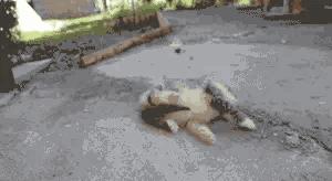 猫交配时,为什么叫声凄惨?公猫为什么要咬母猫的后颈?