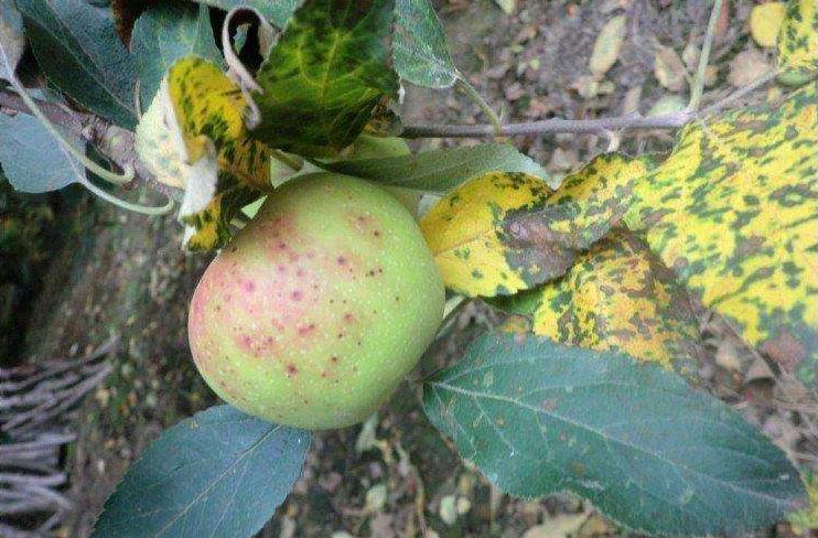 苹果病毒病的防治方法,苹果病毒病防治