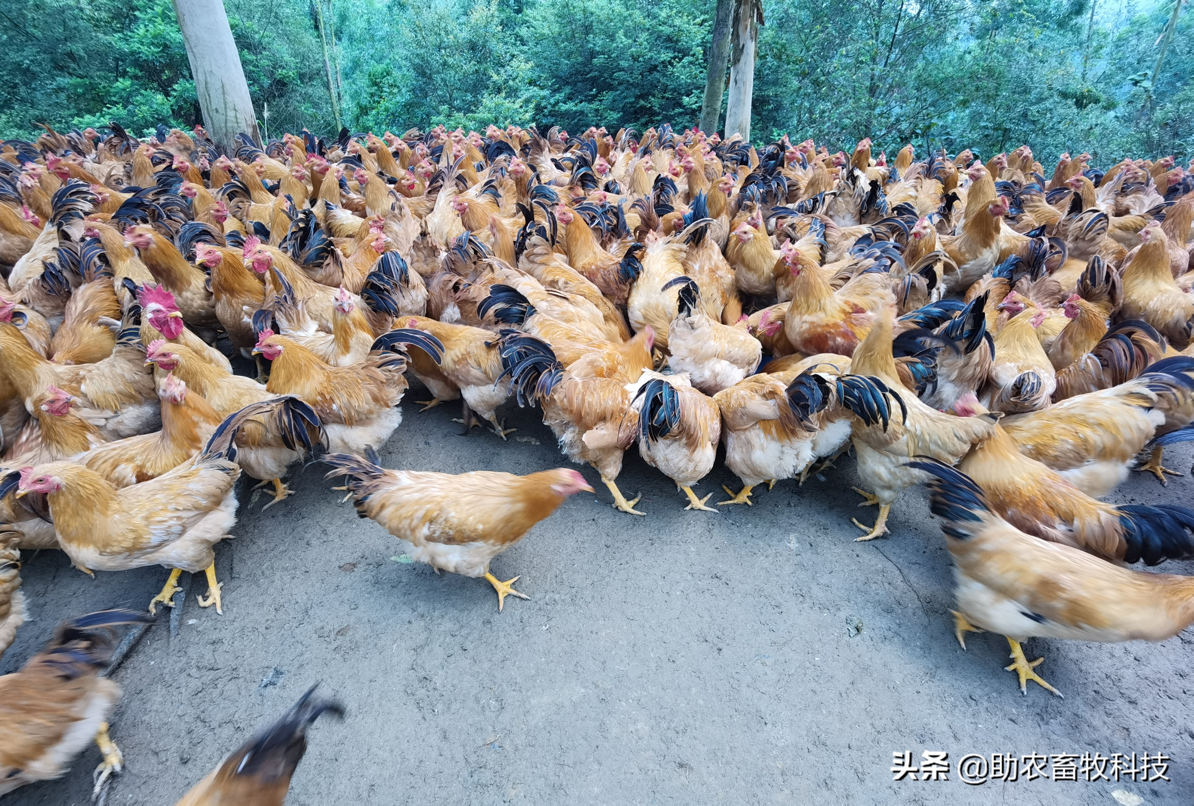 发酵饲料和全价饲料的优势,发酵饲料氨基酸含量高吗