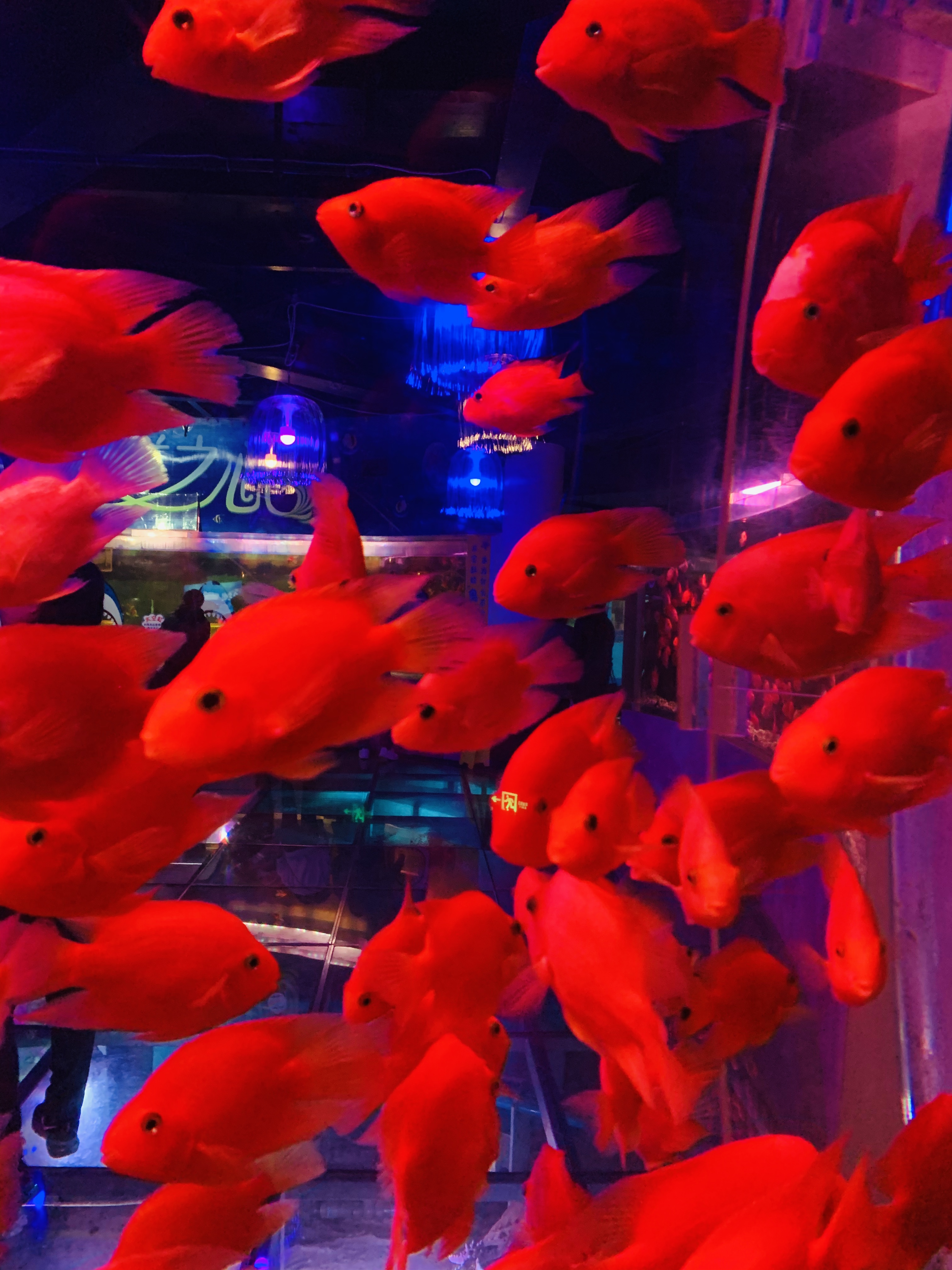 北京富国海底世界周围景点,工体富国海底世界游览攻略