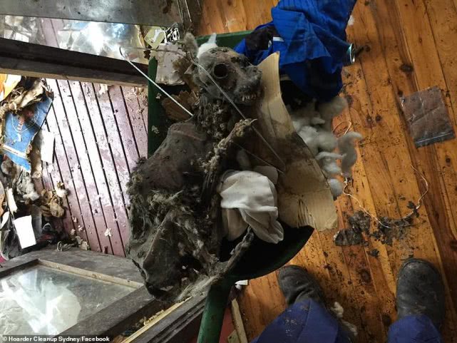 新西兰夫妇出租房,新西兰夫妇