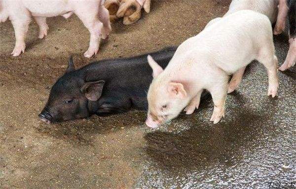 传染性胃肠炎母猪返饲小猪好养吗,仔猪圆环病毒死亡