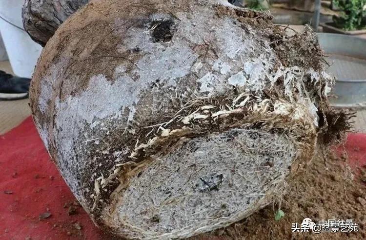 陈迪寅赤松盆景制作视频,陈迪寅作品