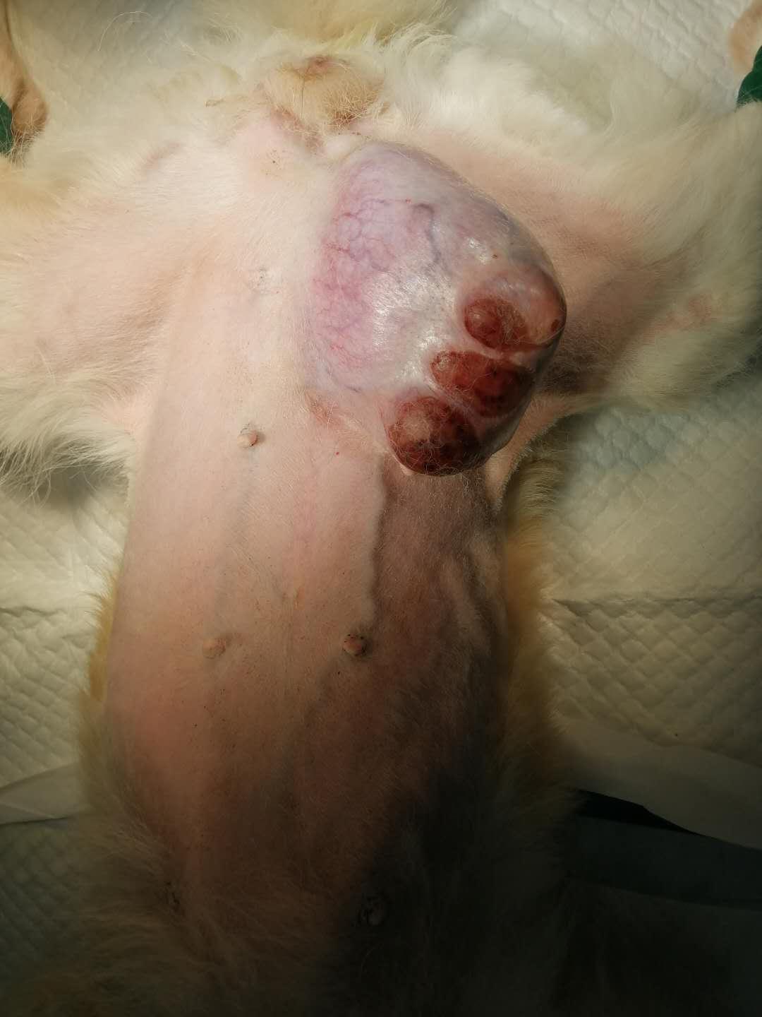 狗狗也会得癌症吗,狗狗乳腺肿块是怎么回事