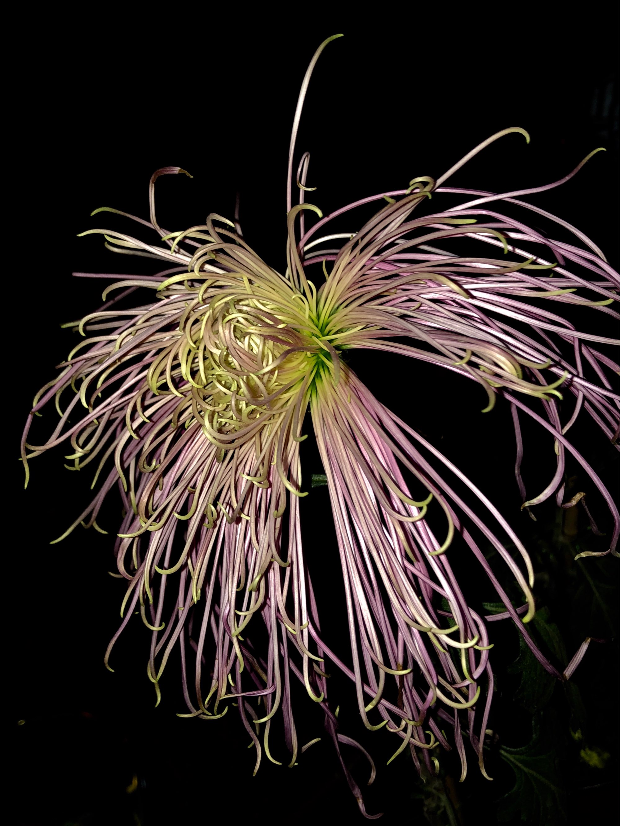 铁道兵战友诗作,铁道兵散文