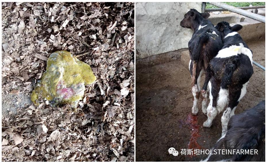 犊牛水样腹泻用什么药物,刚出生的犊牛拉稀有泡沫鼻子抽搐