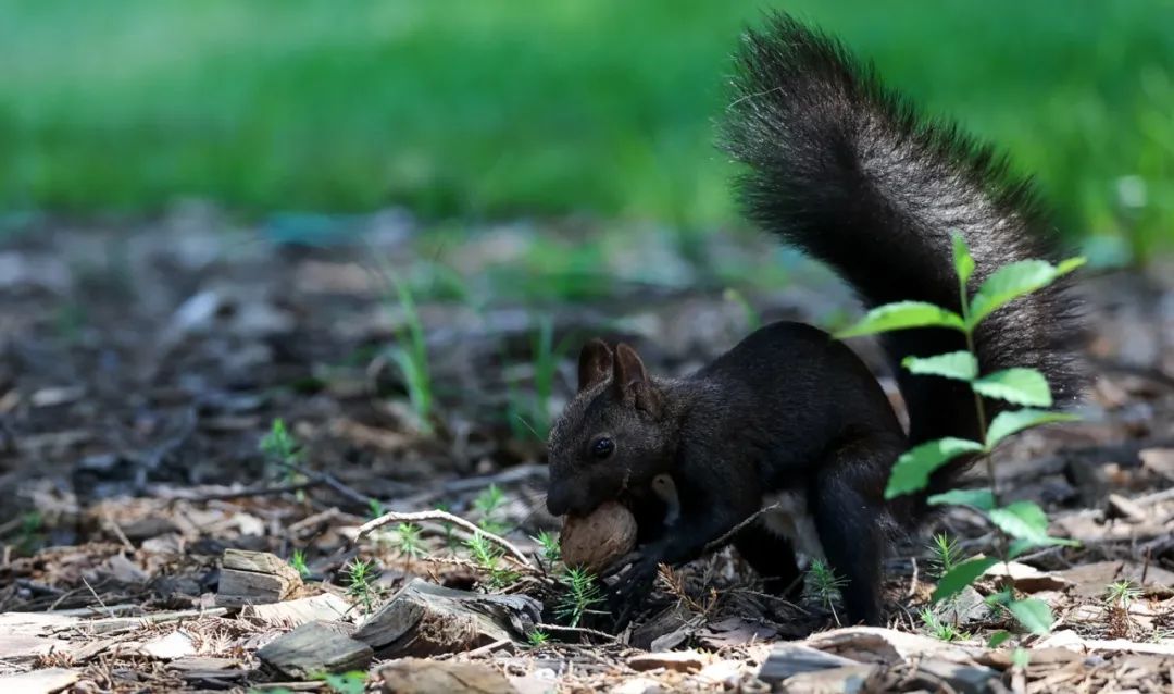 佳能rf100-500mm镜头拍鸟,佳能长焦相机100倍