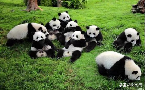 你知道你和大熊猫有什么区别吗,你以为的大熊猫是萌萌的