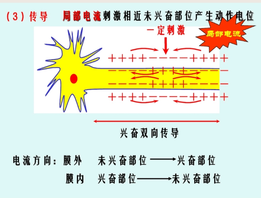 高中生物神经调节与体液调节关系,高中生物兴奋的传导与传递