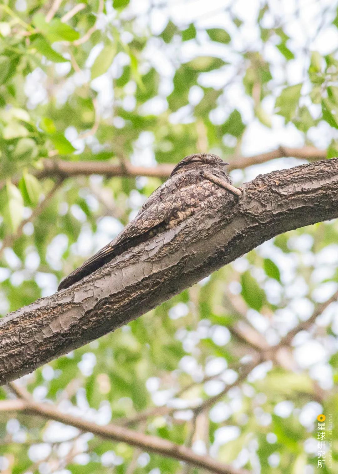 林草领域知识图谱,林草科普专业术语