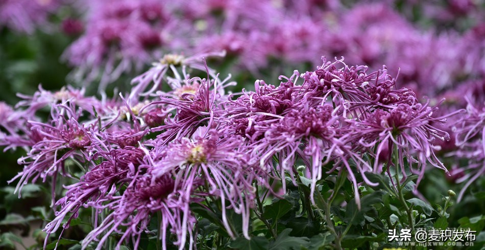 马跑泉公园有菊花展吗,庆祝菊花