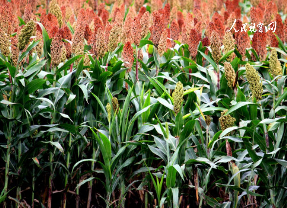 安康市恒口示范区百日大会战,安康市恒口示范区成立始末