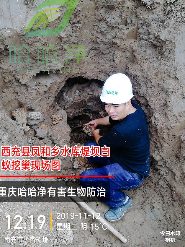 重庆灭白蚁服务电话,重庆白蚁上门防治怎样收费