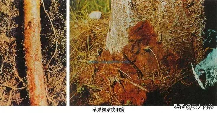 几种果树根部病害的症状识别与防治！