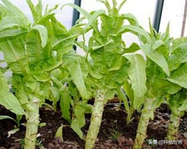 莴笋根部裂口是什么原因引起的,莴笋裂口用什么农药治疗最好