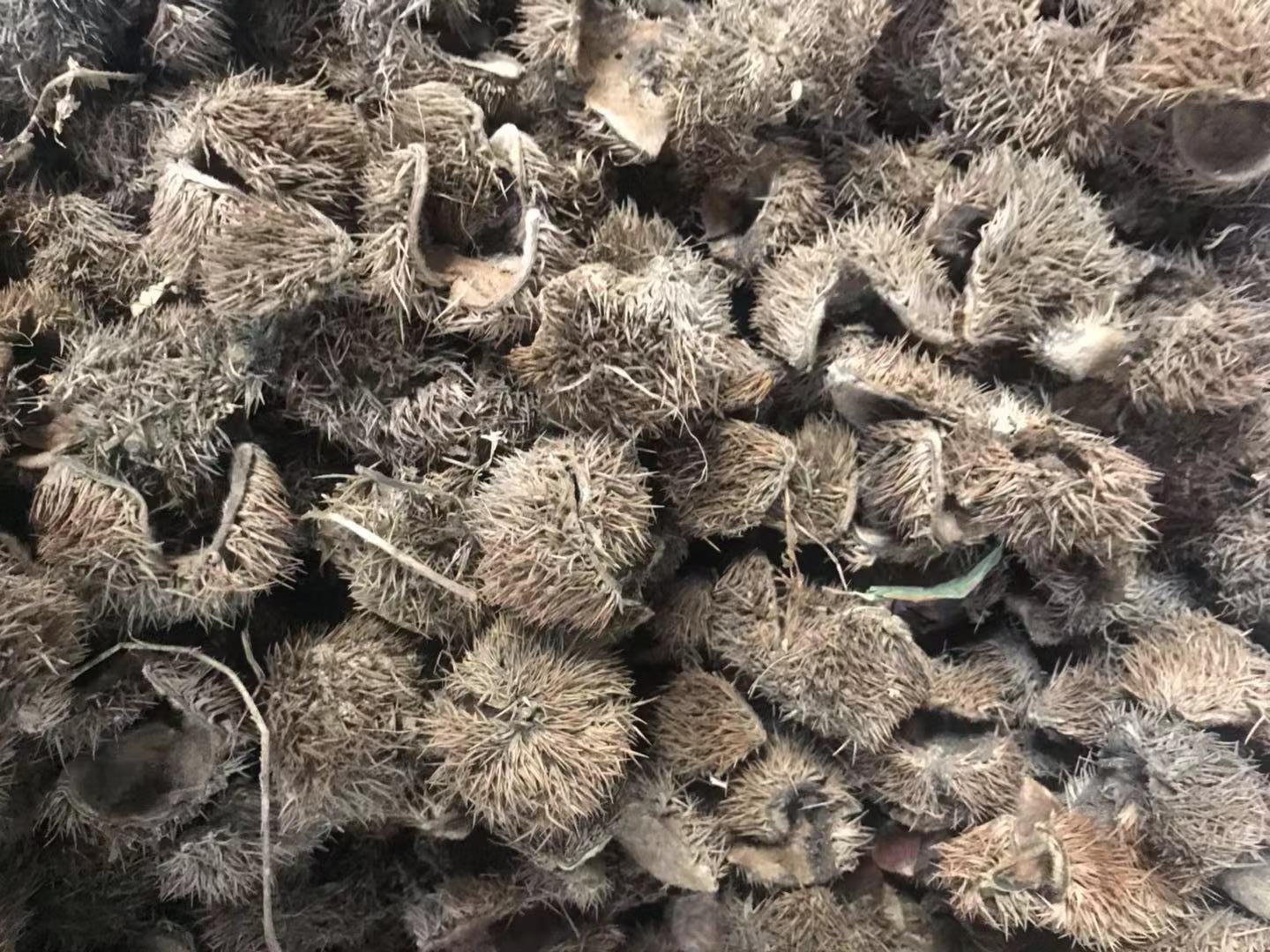 板栗壳补肾,板栗除壳