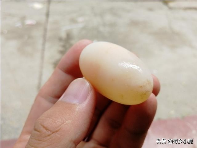 孵化石金钱龟蛋,乌龟蛋怎么孵化石金钱龟