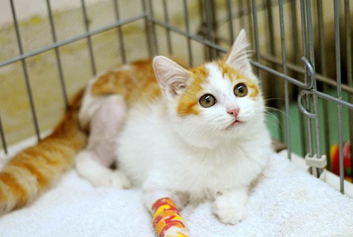 为什么那么多人提倡领养代替购买,看完你就了解了