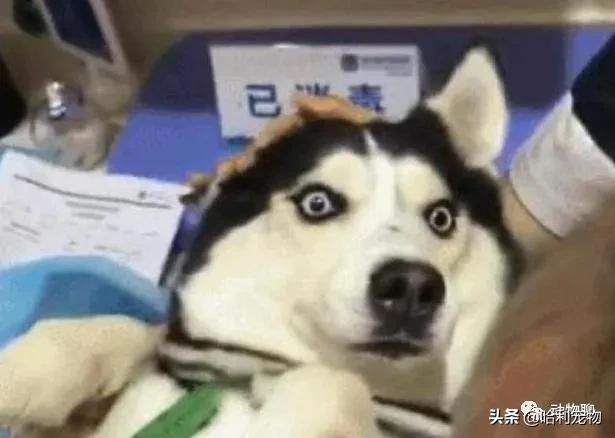 哈士奇太调皮被主人放狗咬,当哈士奇粘到了黏鼠板