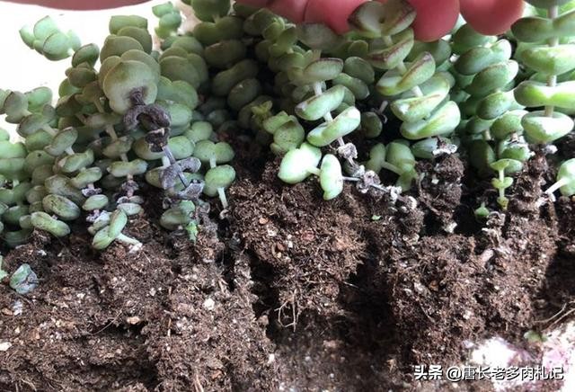 多肉植物钱串子开花吗怎么养,多肉钱串怎么养才能更美观