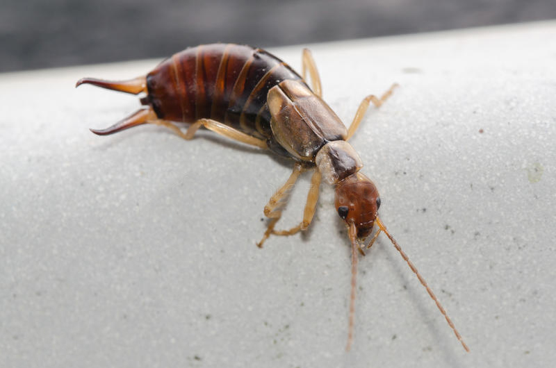 尾部长钳子的耳夹子虫,尾部带夹子的虫子