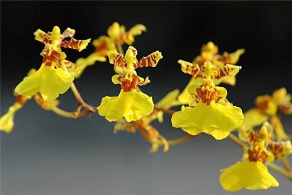 最名贵十种兰花有花苞,四季开花的兰花有哪几个品种