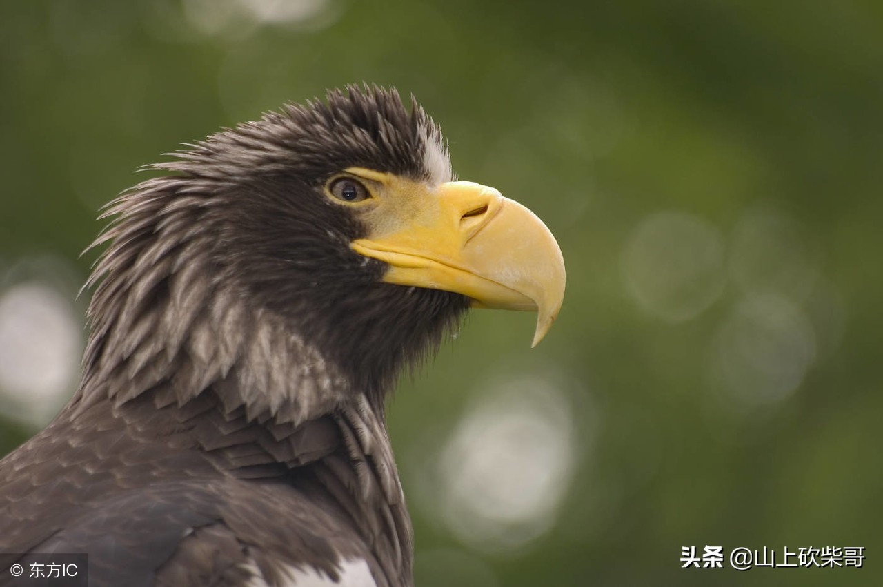 小学生常用成语大全及解释500个,常见日常生活用成语归类大全
