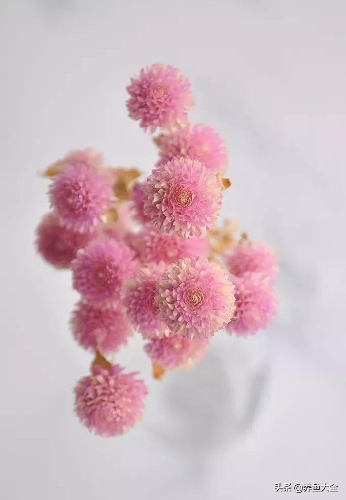 8种能做干花的鲜花，男朋友送的花就这么做