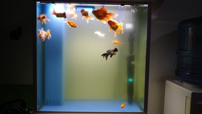 治理鱼缸绿水变清最简单的好办法,鱼缸加硝化细菌可以消除绿水吗