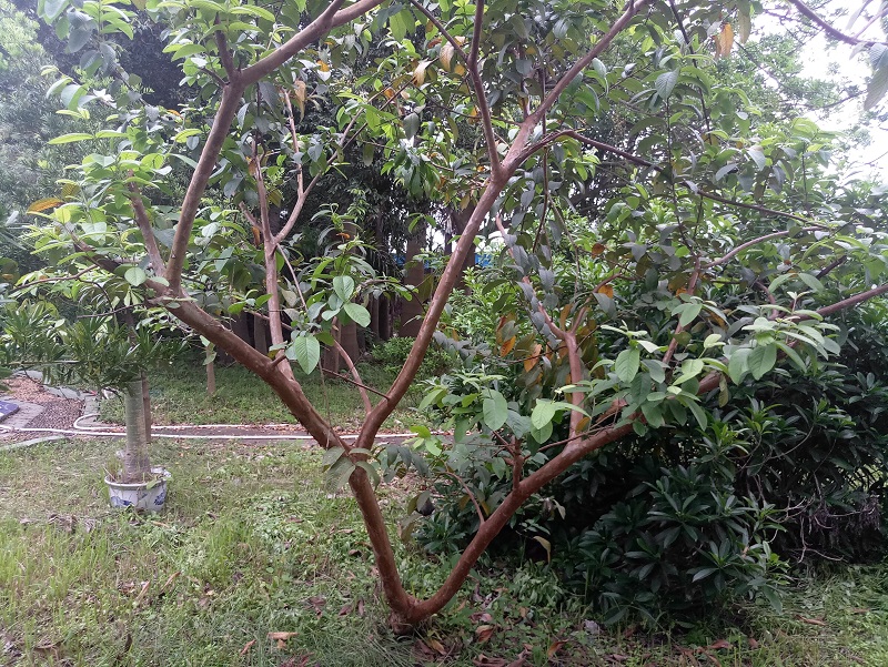 番石榴发叶芽要的水肥多少,番石榴的品种以及种植技巧和方法