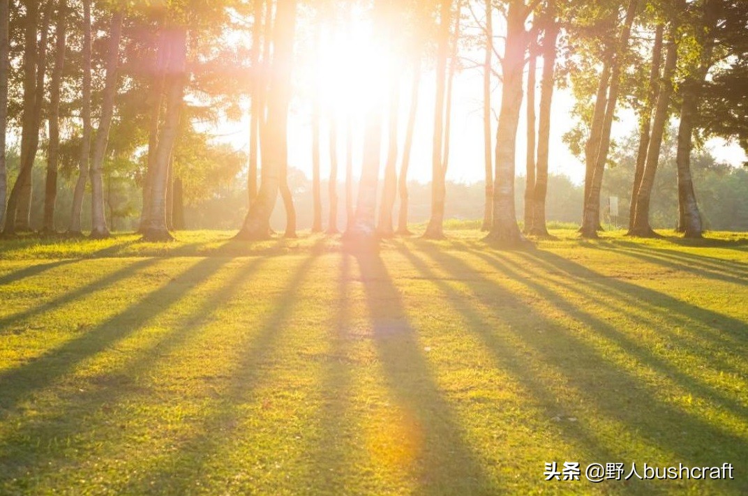 野外迷路树叶稠的一面是什么方向,野外迷路怎么寻找正确求生路线