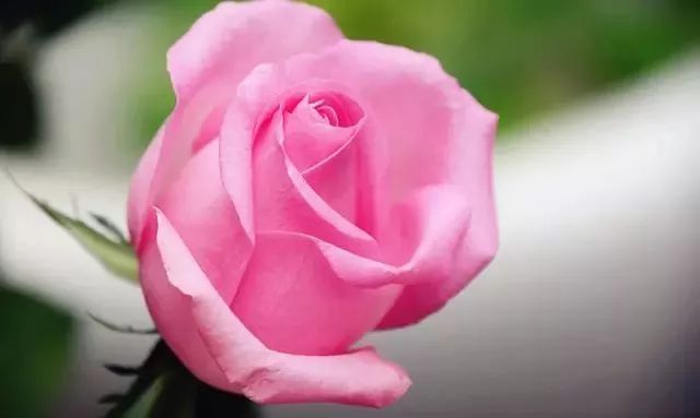 一万年一次的2020520；一起认识100种玫瑰~别送错啊