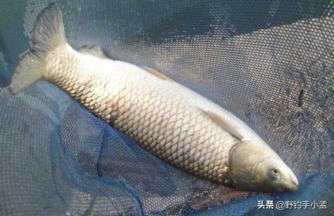 钓草鱼技巧草鱼喜欢吃什么,钓草鱼的几种钓法多年实用总结