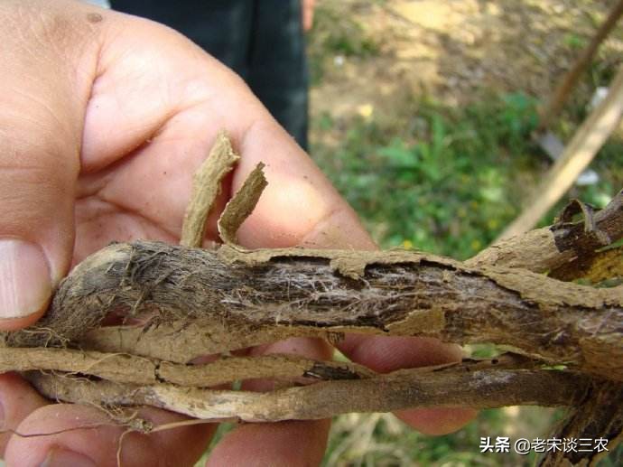 果树斑点病怎么治疗,白纹羽病是什么原因造成的