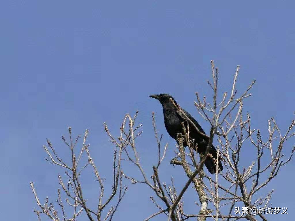 那些说不出名字的鸟,常见的纯黑色羽毛的鸟有哪些