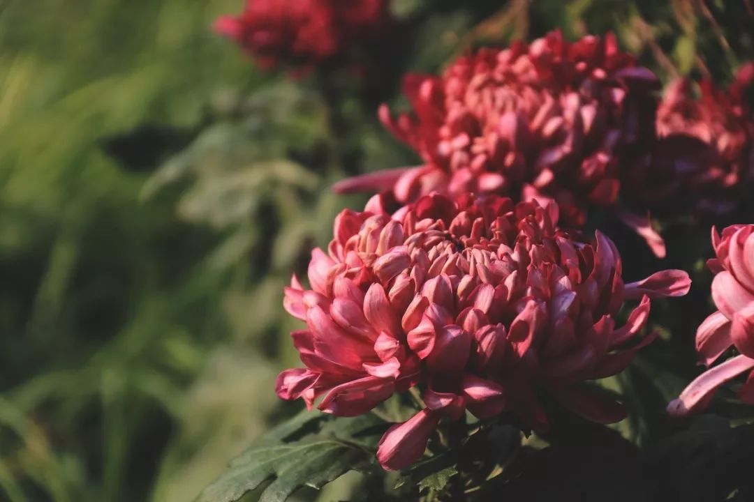 老北京菊花茶,宫廷御酒菊花白酿造工艺