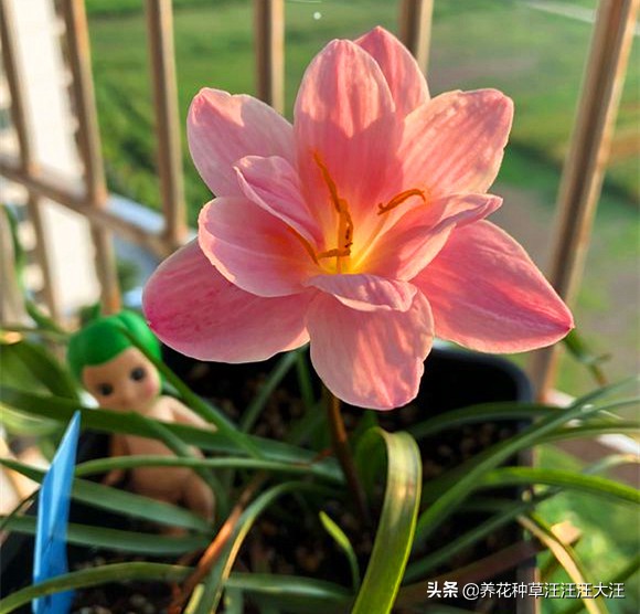 风雨兰叶子枯死怎么办,风雨兰黄叶烂叶怎么补救