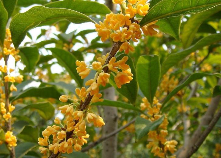 这5种大树，颜值高，经济实用，老一辈人生活经验中见证过的