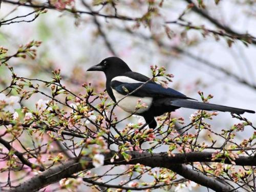 家里来灰喜鹊好吗,灰喜鹊什么季节出现